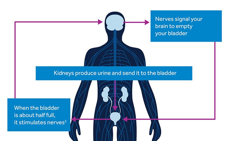 medtronic bladder control infographic
